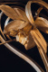 Photo Narcissus console