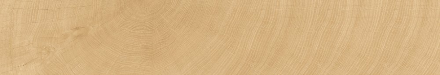 Photo Tree-Ring 25x150 (C2516) by Moreroom